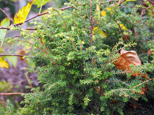 Tsuga canadensis 'Fantana' 
